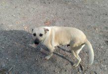 Maltrattamenti su animali – poliziotti mettono in salvo due cani