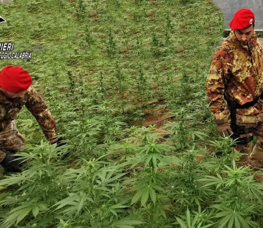 Rizziconi – sequestrate 250 piante di marijuana