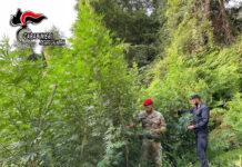 Rinvenuta piantagione marijuana su monte Limina