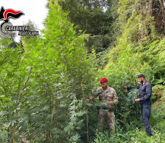 Rinvenuta piantagione marijuana su monte Limina