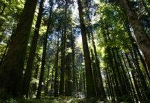 Calabria – 20enne muore sbranata da un branco di cani