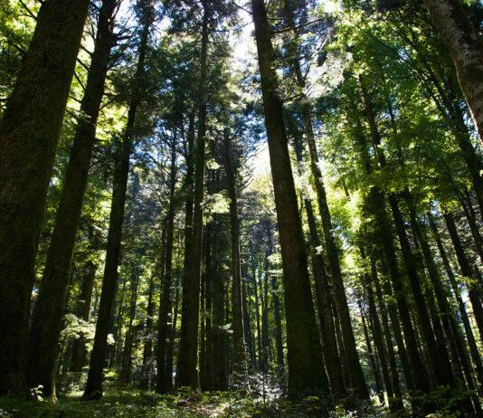 Calabria – 20enne muore sbranata da un branco di cani