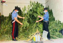 Sorpreso ad irrigare piantagione di marijuana – arrestato dipendente comunale