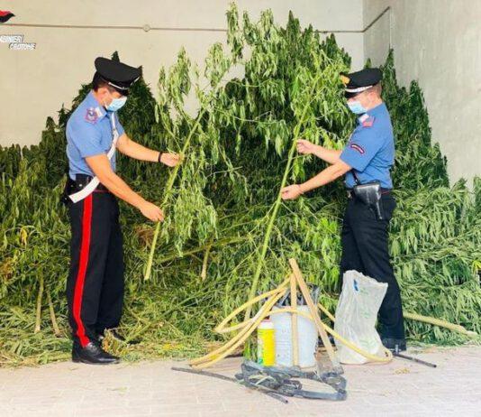 Sorpreso ad irrigare piantagione di marijuana – arrestato dipendente comunale