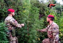 Sequestrata piantagione di marijuana a Cosoleto
