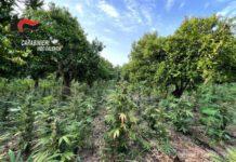 Scoperta piantagione di marijuana con 10 mila piante – arrestato 57enne