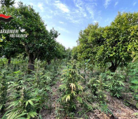 Scoperta piantagione di marijuana con 10 mila piante – arrestato 57enne