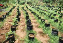 Scoperto “vivaio” per la coltivazione di marijuana: trovate circa 3mila piantine