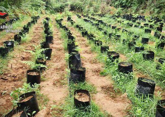 Scoperto “vivaio” per la coltivazione di marijuana: trovate circa 3mila piantine