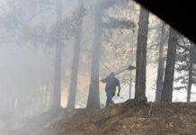 Incendi Aspromonte- distrutti ettari di patrimonio boschivo
