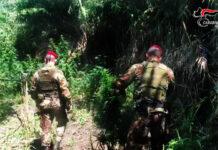 Proseguono attività di contrasto alla produzione di marijuana nella Locride – rinvenute diverse piantagioni