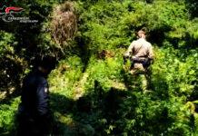 Cinquefrondi – scoperta piantagione di marijuana