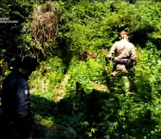 Cinquefrondi – scoperta piantagione di marijuana