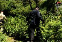 Coltivavano marijuana nel parco nazionale dell’Aspromonte – arrestati zio e nipote