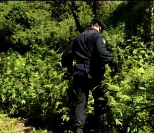 Coltivavano marijuana nel parco nazionale dell’Aspromonte – arrestati zio e nipote
