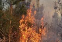 Un’altra vittima per incendi in Calabria