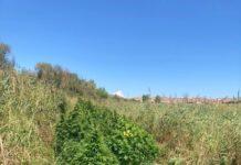 Rinvenute e sequestrate circa 200 piante di marijuana