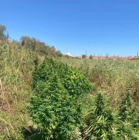 Rinvenute e sequestrate circa 200 piante di marijuana