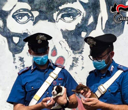 Carabinieri salvano 7 cuccioli di cane abbandonati – denunciato un 23enne