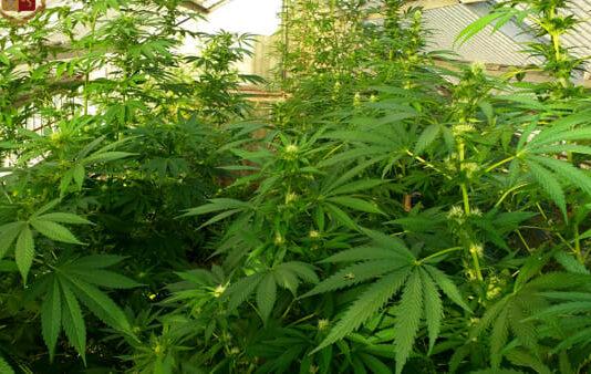 Scoperta piantagione di marijuana – due arresti