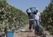 Lavoro Coldiretti: l’agricoltura continua ad assicurare lavoro rimbalzo di + 17% di ore lavorate