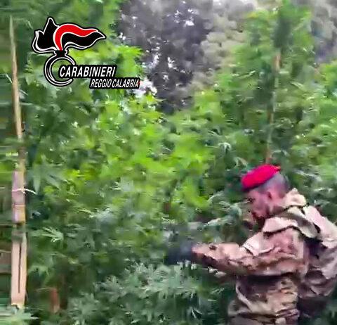 Rinvenuta piantagione di marijuana