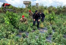 Sequestrate 2500 piante di marijuana – arresti a Rosarno e Anoia