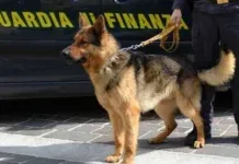 Sorpresa in auto con oltre 5 kg di cocaina – arrestata 32enne