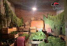 Canapa illegale in piantagione di canapa sativa legale – sequestro a Taurianova