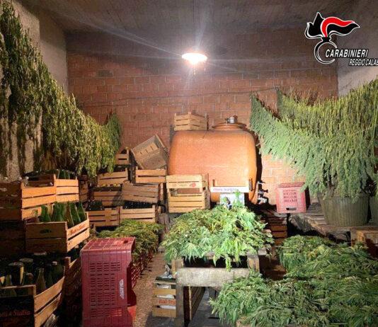 Canapa illegale in piantagione di canapa sativa legale – sequestro a Taurianova