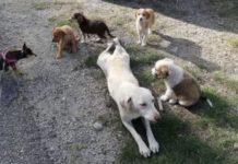 Strage di cani nel catanzarese – avvelenata mamma e 5 cuccioli