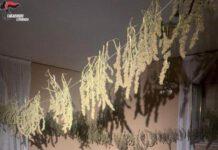 Scoperto appartamento adibito a laboratorio di marijuana