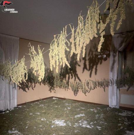 Scoperto appartamento adibito a laboratorio di marijuana