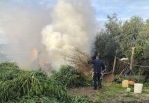 Sequestrate e distrutte oltre 900 piante di marijuana