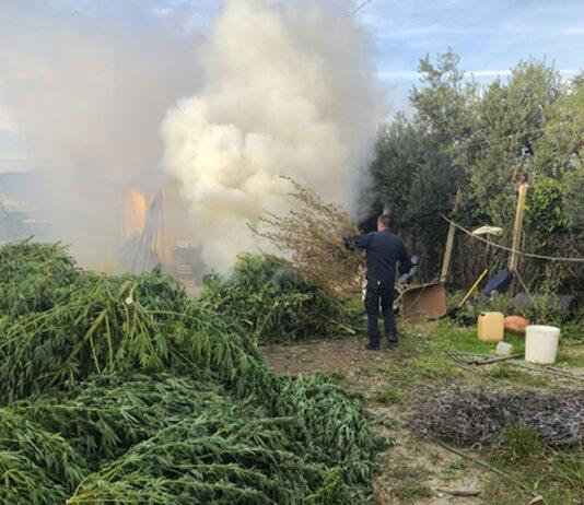 Sequestrate e distrutte oltre 900 piante di marijuana