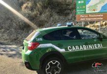 A caccia illegalmente nel Parco Nazionale D’Aspromonte – denunciato 35enne di Palmi