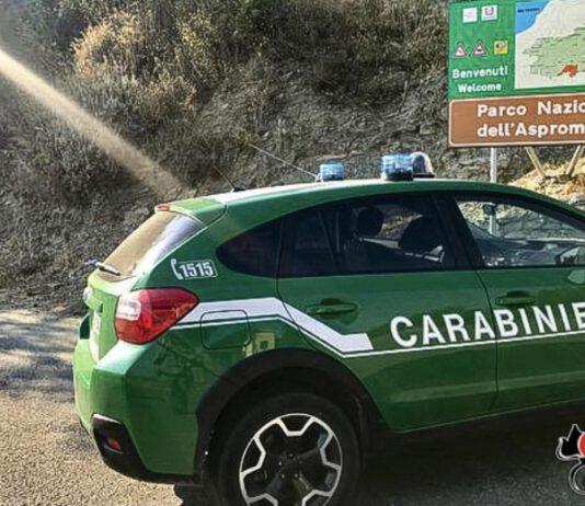 A caccia illegalmente nel Parco Nazionale D’Aspromonte – denunciato 35enne di Palmi