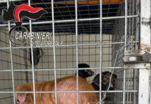 Aveva in casa 29 cani in condizioni precarie – denunciato