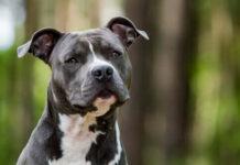 Entra per sbaglio in cortile privato – anziana muore sbranata da due cani