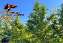 Scoperta piantagione di marijuana dai carabinieri di Gioia Tauro – arrestate 3 persone