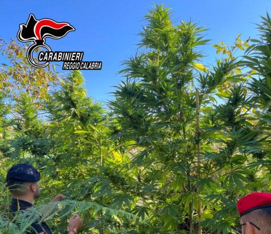 Scoperta piantagione di marijuana dai carabinieri di Gioia Tauro – arrestate 3 persone