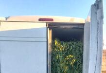 Rosarno – 29enne fermato alla guida di un furgone carico di marijuana: 4 arresti
