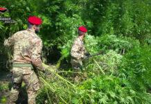 Mammola – scoperta piantagione di marijuana: 4 arresti