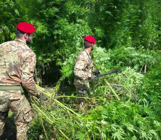 Mammola – scoperta piantagione di marijuana: 4 arresti