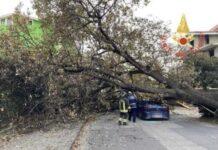 Grosso albero cade su auto – ferito lieve conducente
