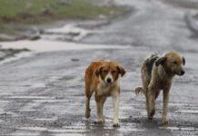 Calabria maglia nera per cani avvelenati – nel 2021 7mila episodi
