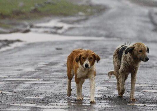 Calabria maglia nera per cani avvelenati – nel 2021 7mila episodi