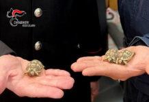 Deteneva testuggini in via di estinzione – denunciato pensionato