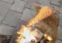 Musetta, cagnolina uccisa a Crotone