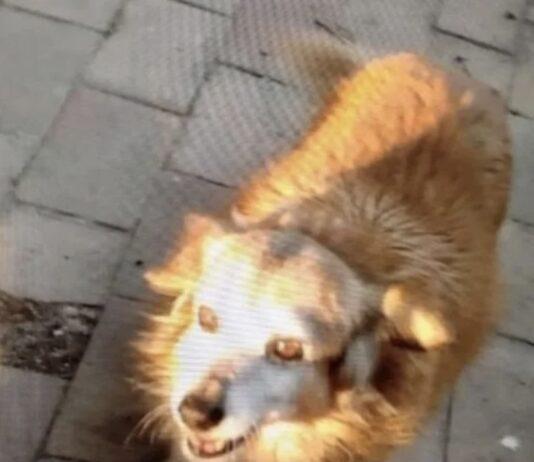 Musetta, cagnolina uccisa a Crotone